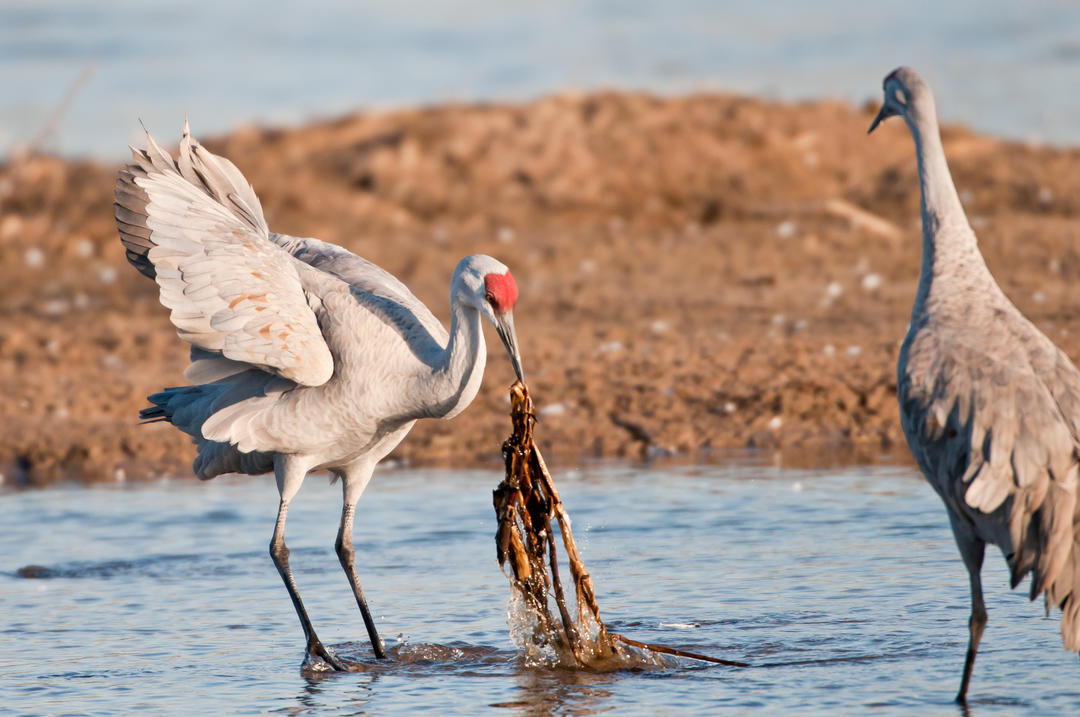 Sandhill Crane Facts Iain Nicolson Audubon Center at Rowe Sanctuary