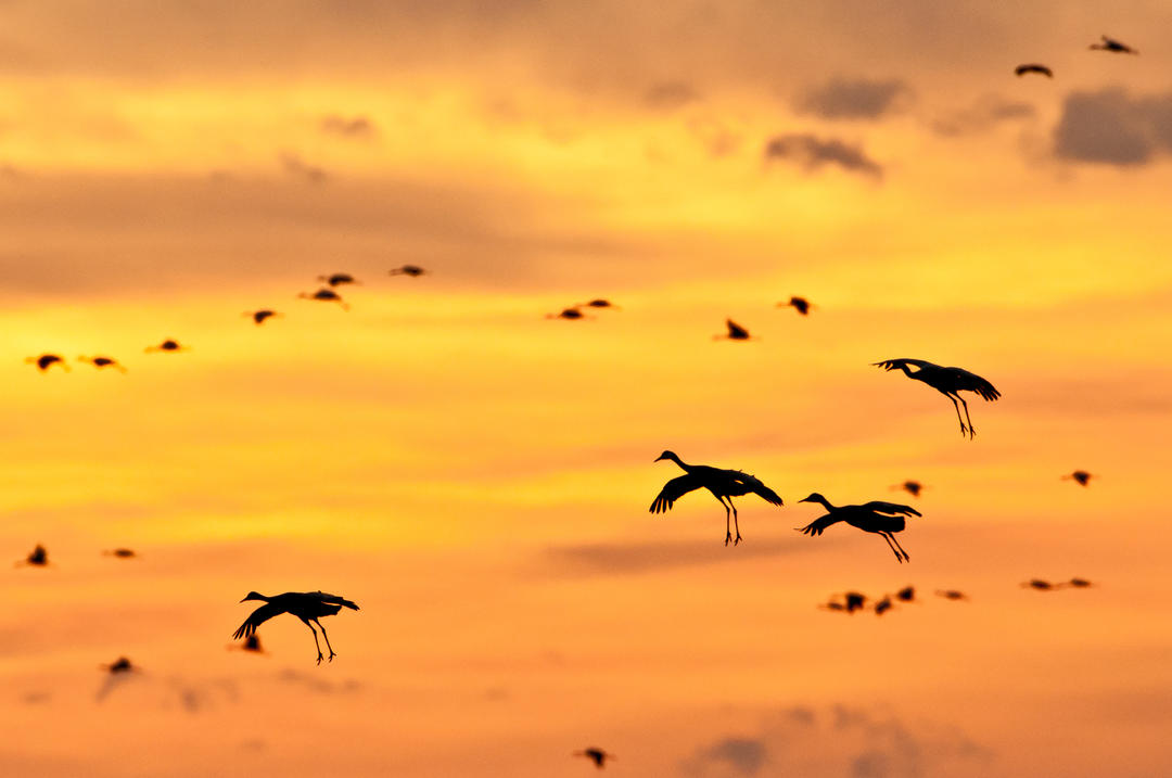 Plan Your Trip Iain Nicolson Audubon Center At Rowe