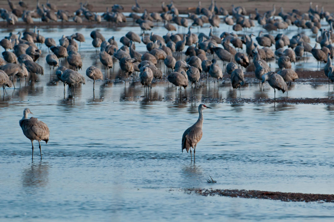 Crane Cam Iain Nicolson Audubon Center at Rowe Sanctuary