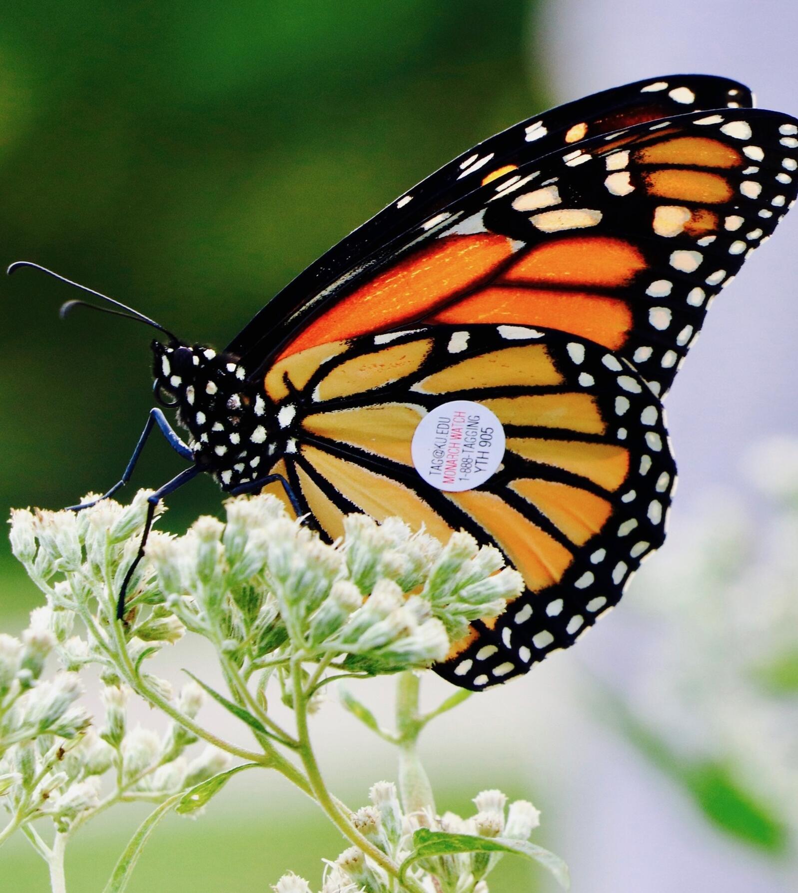 In-person Monarch Watch tagging set for Sep. 12