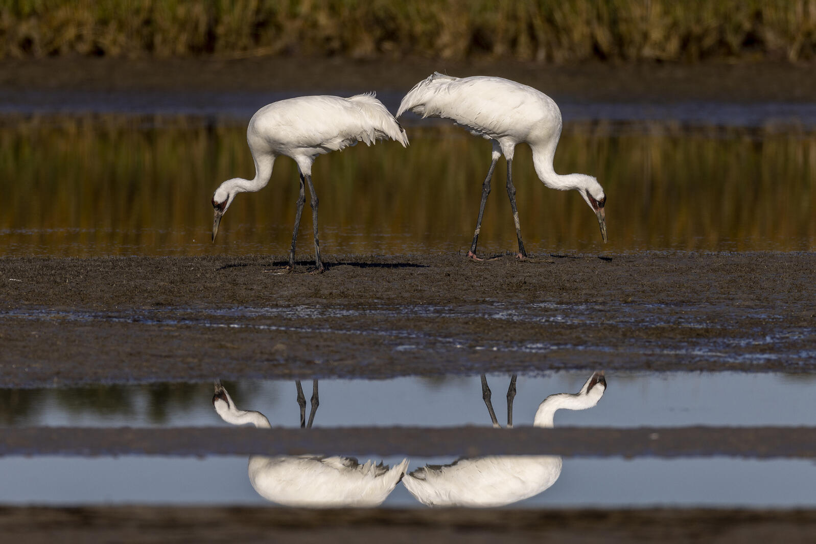 Whooping Crane