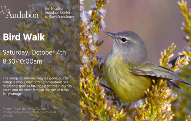 Bird Walk 