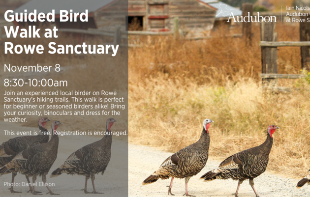 Guided Bird Walk 