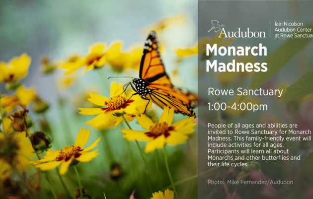 Monarch Madness