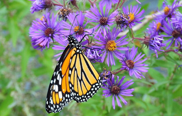 Fall Gardening Workshop