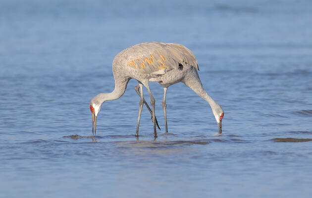 Guided Crane Experience
