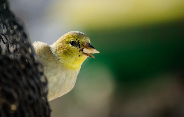 Birds of Rowe Sanctuary