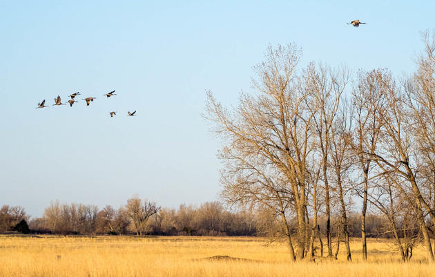 Fall Crane Viewing