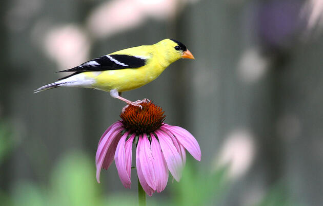 Why Native Plants Are Better for Birds and People