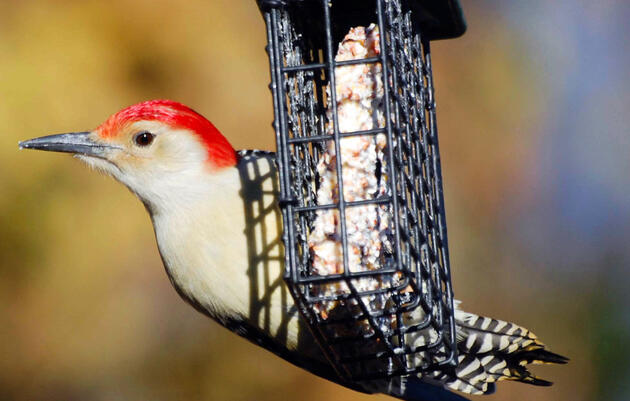 How to Feed Birds Safely this Winter