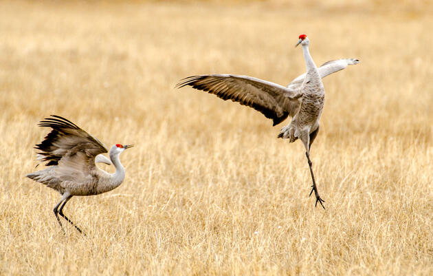Crane Behavior Basics