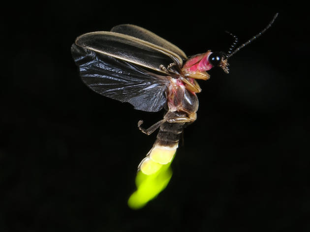 Audubon Hosts Virtual, Family-friendly Event about Fireflies