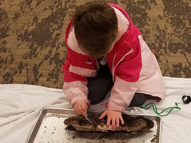 Free Insect Exploration and Inspection at Rowe’s “Snug as a Bug” Event