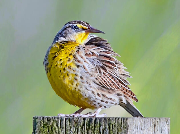 Western Meadowlark: The Bird of Many States  