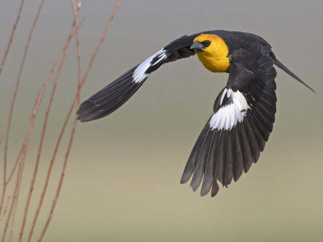 The Return of The Yellow-Headed Blackbird
