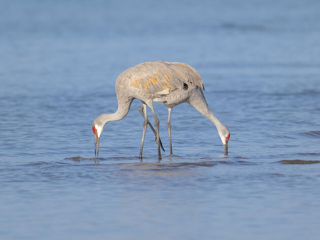Guided Crane Experience