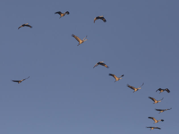 Rowe Sanctuary 2026 Crane Viewing & Programs Schedule: Coming Dec 3rd! 