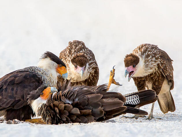 Our Favorite Fascinating Bird Behaviors From the 2020 Audubon Photo Awards