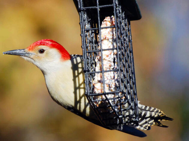How to Feed Birds Safely this Winter
