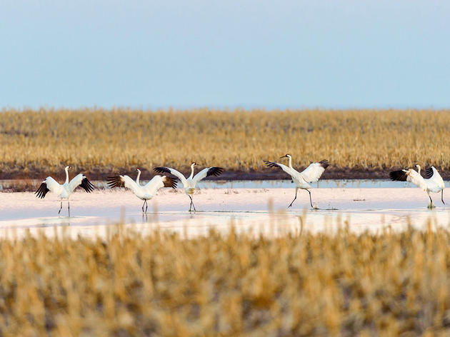 Whooping Cranes Need to Socially Distance, Too, According to New Report
