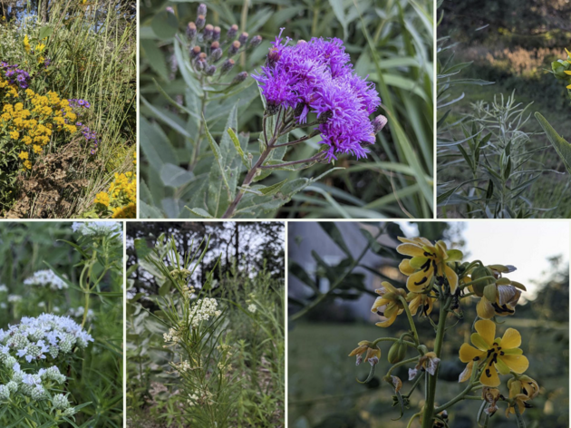 Celebrate Fall by Transforming Your Yard into a Bird Buffet 