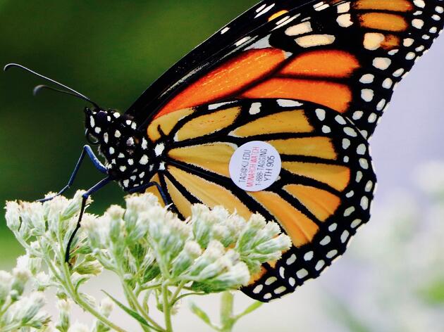 Monarch Watch Tagging: Rowe’s First In-Person Event since March