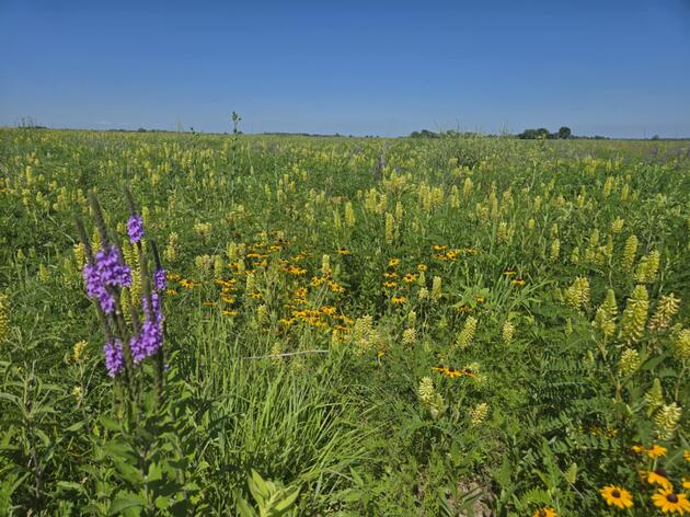 A Prairie in Full Bloom: July’s Brilliant Display at Rowe Sanctuary