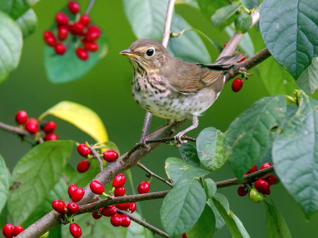 Migratory Birds Like Native Berries Best