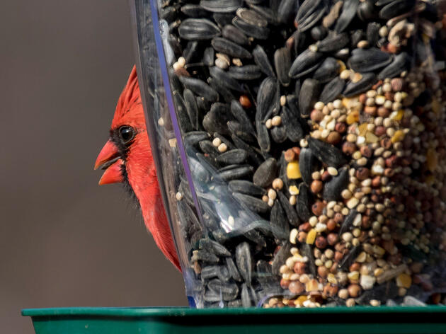 Birdwatching Is a Bright Spot in a Pandemic-Stricken Economy