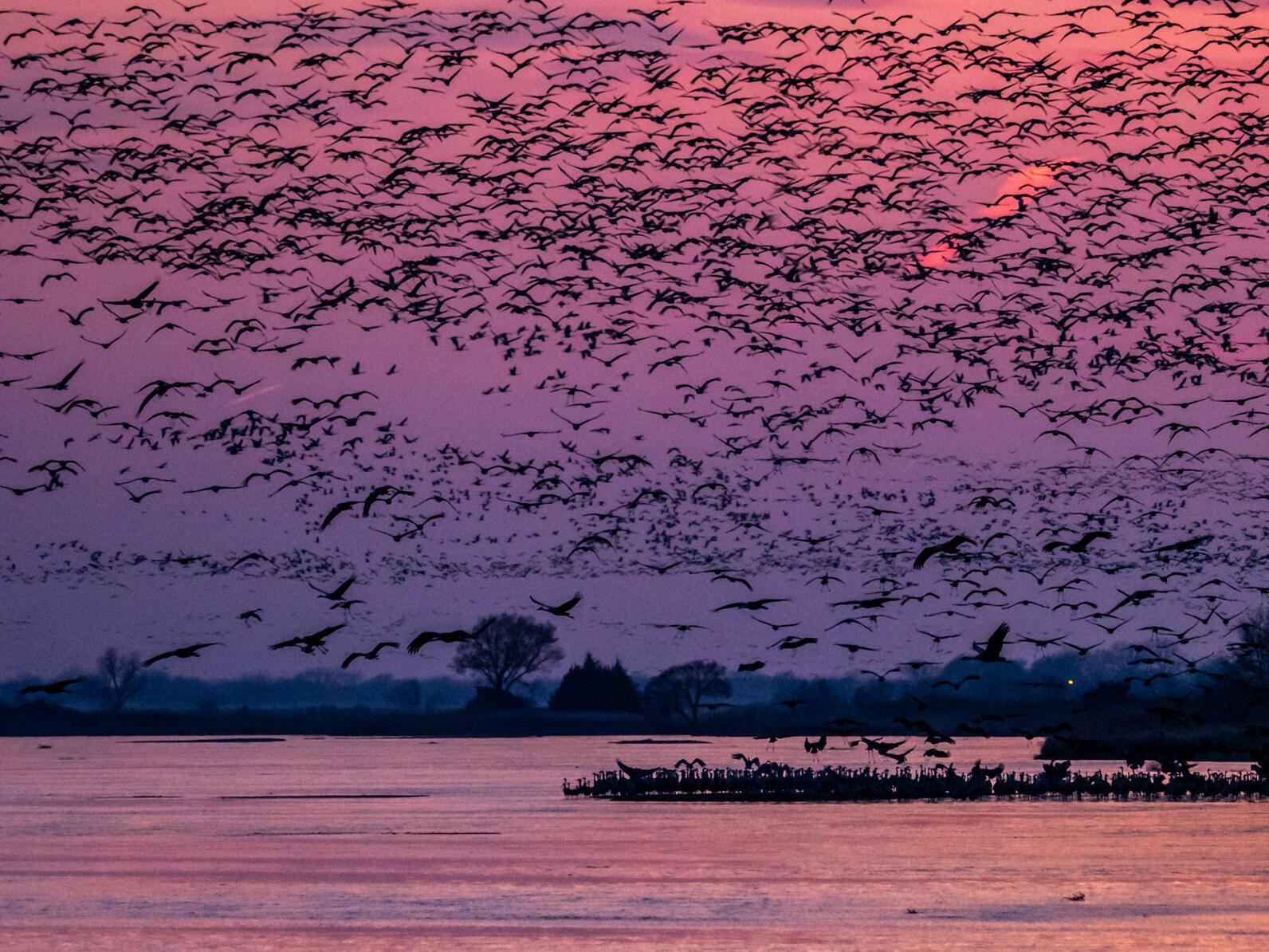 Late season sandhill cranes