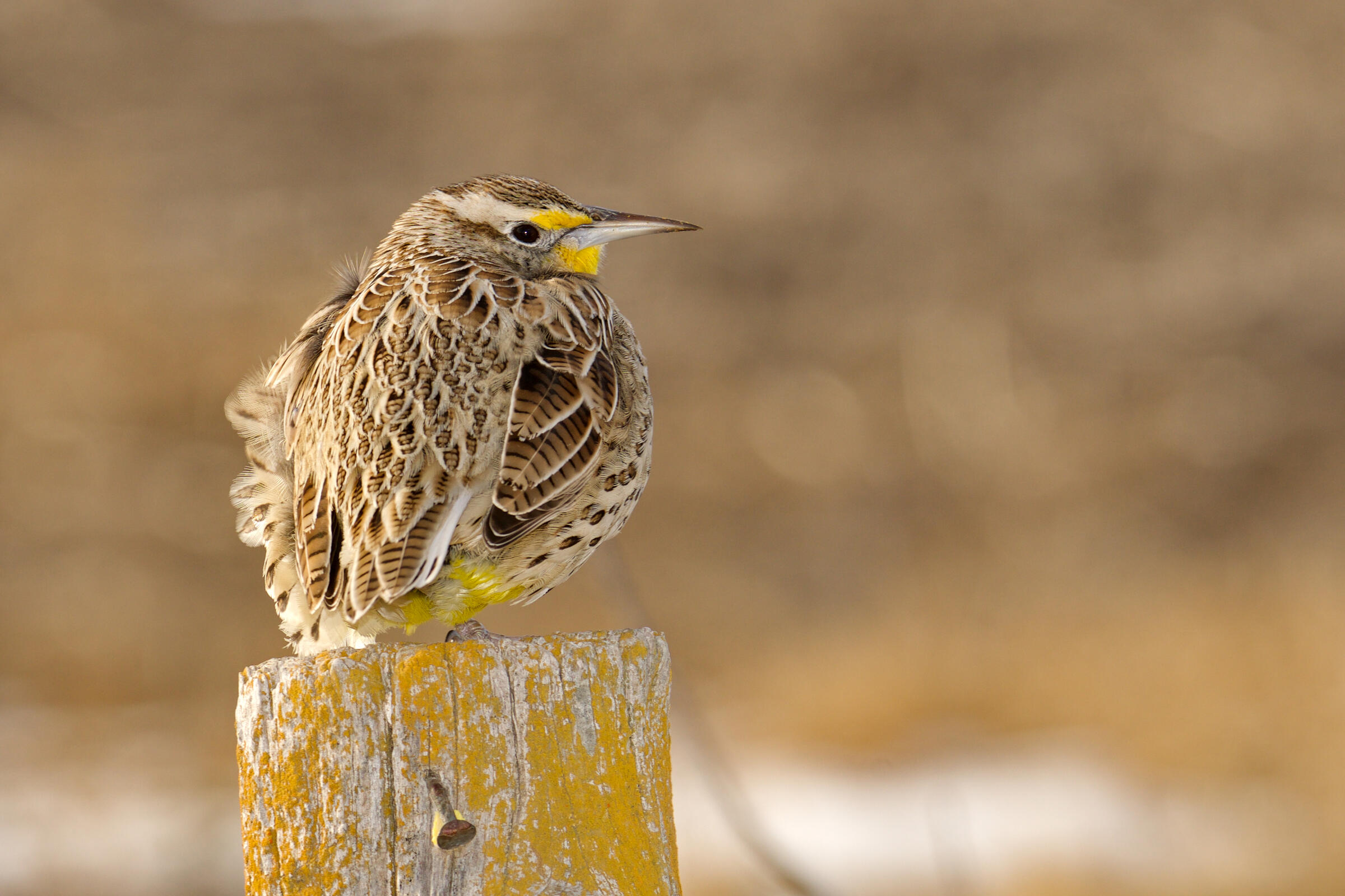 Western Meadowlark