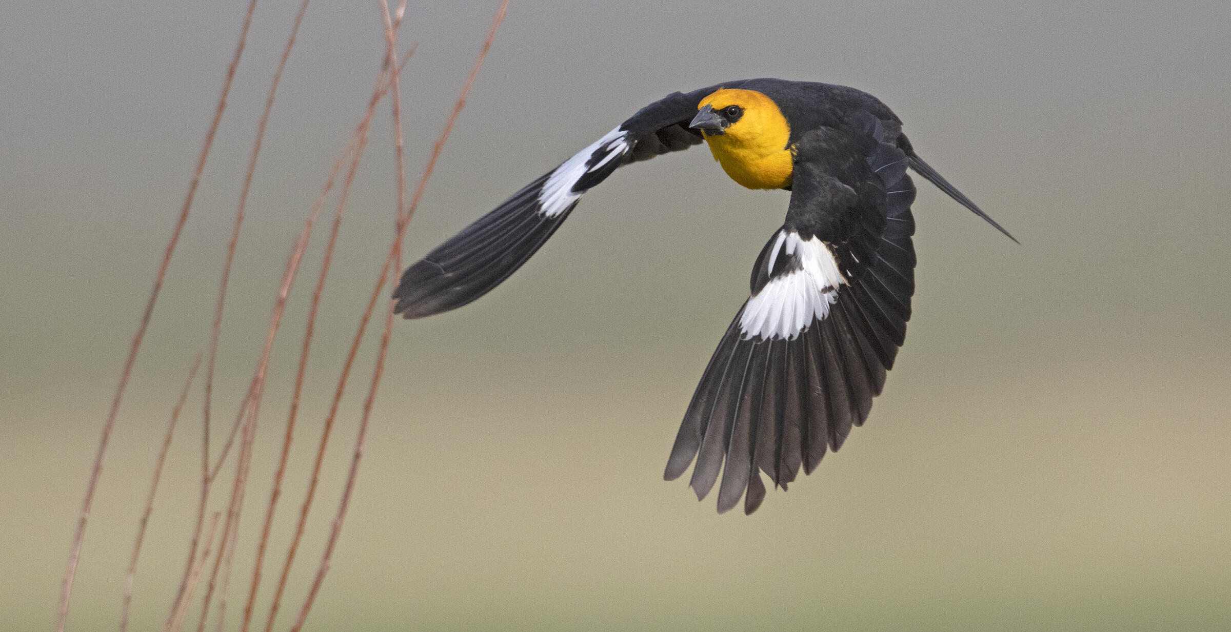 yellow headed black bird