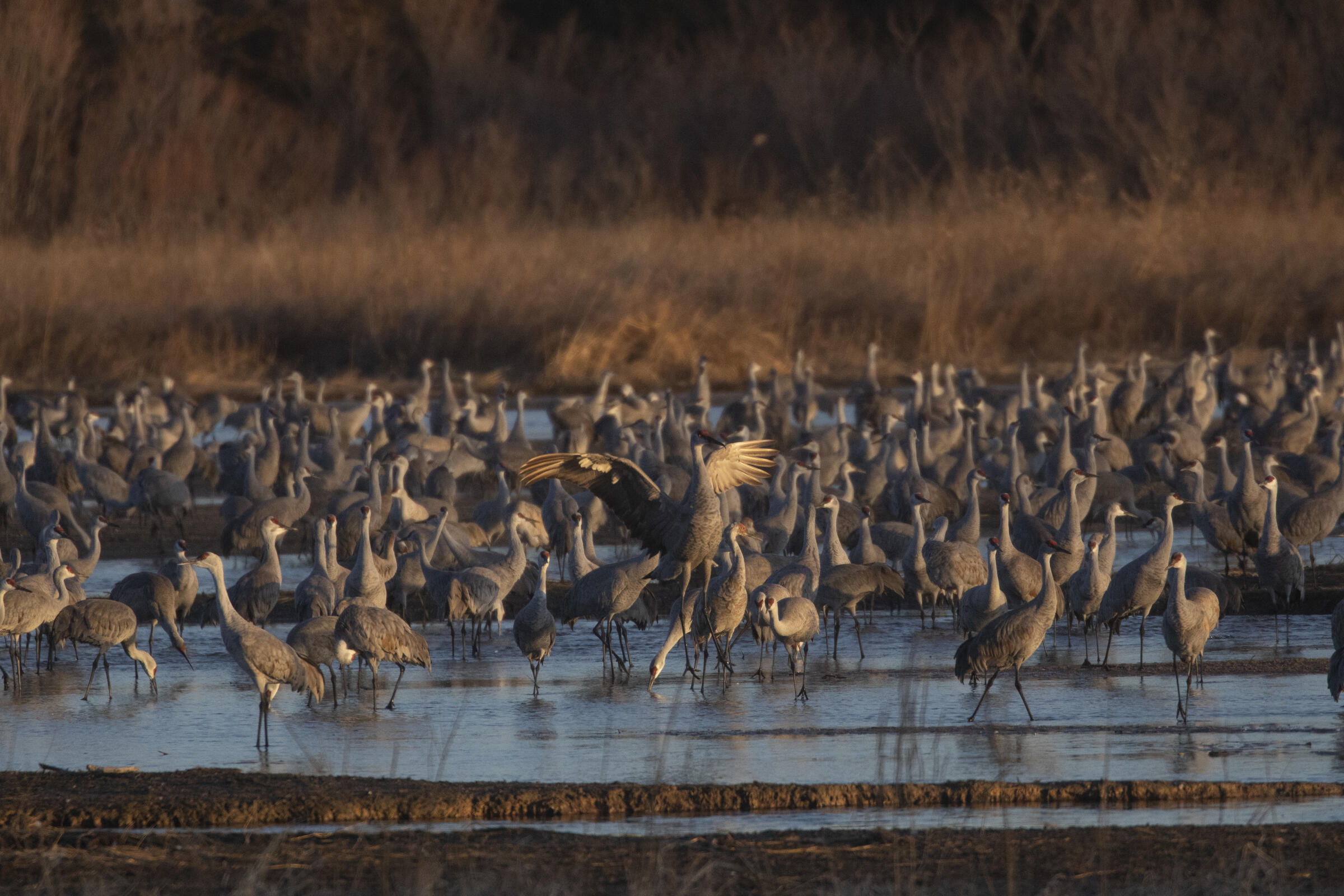 Sandhill Cranes  in the Platte River at Iain Nicolson Audubon Center at Rowe Sanctuary in Gibbon, Nebraska, March 16, 2022. Every March, over a million Sandhill Cranes converge on the Platte River Valley in central Nebraska to fuel up before continuing no
