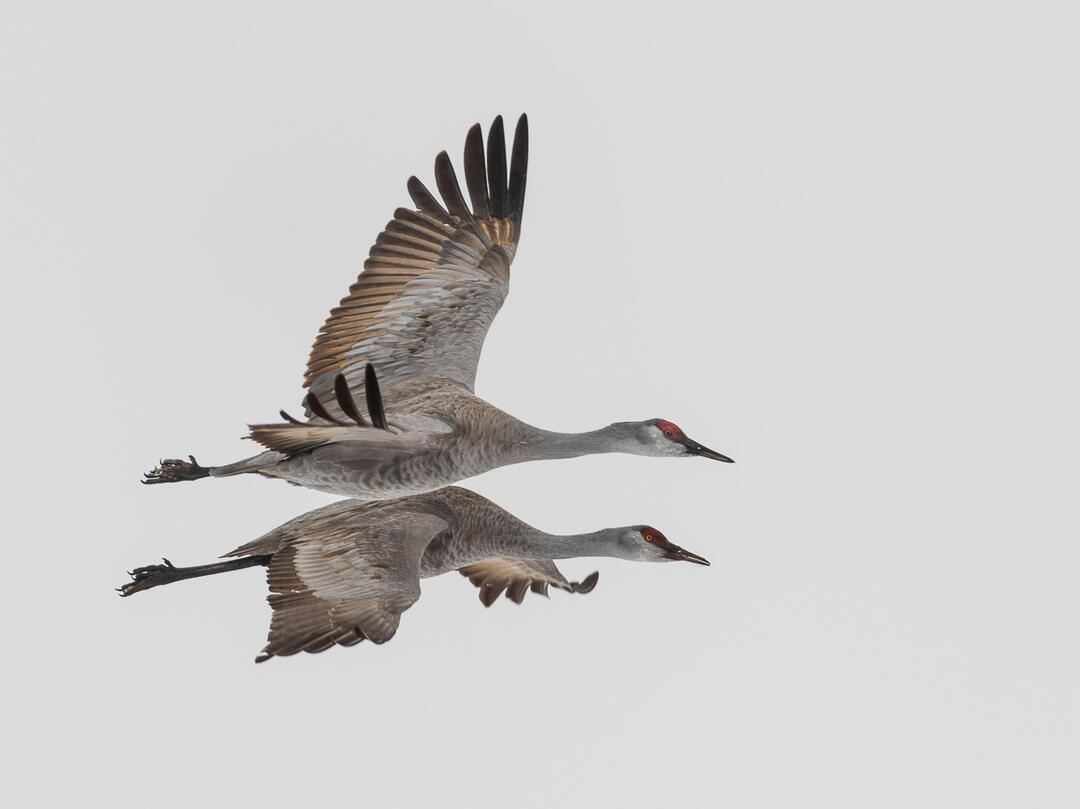 Guided Crane Photography Experience Iain Nicolson Audubon Center At